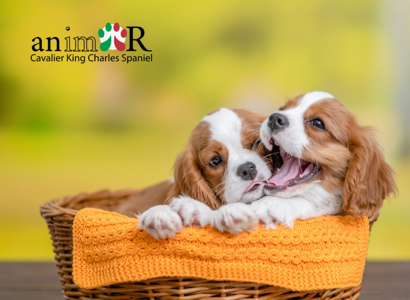 Animor, Cavalier King Charles Spaniel Italia